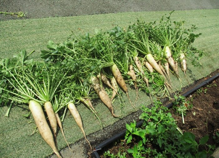 広い園庭では野菜や花々などたくさんの植物が実っています